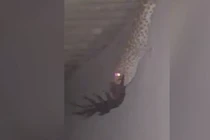 Hoảng hồn cảnh thằn lằn nuốt rết khổng lồ 