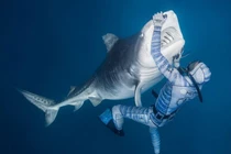 Rùng mình cảnh thợ lặn chơi đùa, âu yếm cá mập hổ khổng lồ