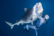 Rùng mình cảnh thợ lặn chơi đùa, âu yếm cá mập hổ khổng lồ