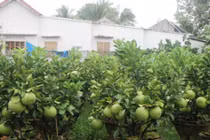 Bưởi cảnh Tết độc, lạ giá bạc triệu, dân đổ xô săn lùng