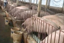 Tăng trở lại, giá lợn sẽ đi về đâu?