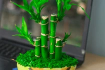 5 loại cây phong thủy đặt trong nhà để rước thần tài