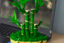 5 loại cây phong thủy đặt trong nhà để rước thần tài