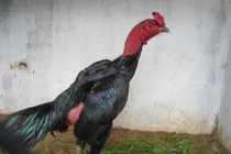 Vợ kêu than chồng mang "người tình" gà bị gãy chân đi chụp X-quang, bó bột