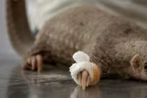 Người đàn ông kinh hãi trước cảnh tượng nhìn thấy trong bụi cỏ