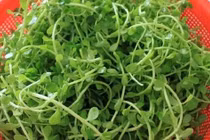 Loại rau được dân Việt truyền tai nhau "đắt mấy cũng phải ăn thử"