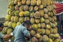 Ngỡ ngàng sự thật sau màn rao bán sầu riêng "không chạm đất"