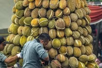 Ngỡ ngàng sự thật sau màn rao bán sầu riêng "không chạm đất"