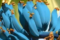 Giống chuối xanh biếc kì lạ tưởng chỉ là photoshop nào ngờ có thật 100%