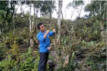 Lào Cai: Trai Mông vào rừng trồng bạt ngàn lan quý