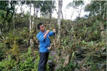 Lào Cai: Trai Mông vào rừng trồng bạt ngàn lan quý