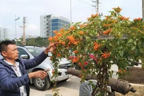 Cây hoa Rạng Đông thân leo bán với giá 50 triệu đồng