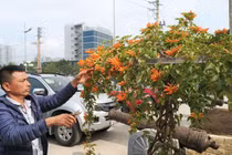 Cây hoa Rạng Đông thân leo bán với giá 50 triệu đồng