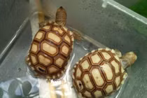 6 con vật nên nuôi trong nhà để đuổi hết vận đen, hút tài lộc