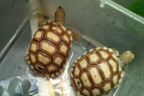 6 con vật nên nuôi trong nhà để đuổi hết vận đen, hút tài lộc