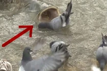 Video: Cá trê khổng lồ nuốt gọn bầy bồ câu