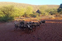 Lợn bướu bỗng bị chó hoang bao vây rồi đoạt mạng trong chớp mắt