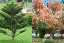 5 loại cây tuyệt đối không trồng trước cửa kẻo rước thêm hung hạn