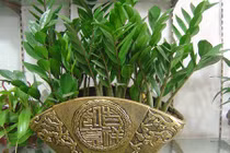 Cuối năm cây này đặt ở đâu là tiền chảy về đó