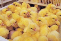 Mỹ treo thưởng gấp 5 lần Nobel để cứu sống 7 tỷ con gà trống