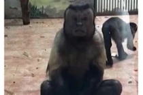 Video: Khỉ mặt giống hệt người khiến khách tham quan ngỡ ngàng