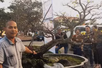 Cây Hoàng Mai tiến vua giá 5 tỷ chấn động thị trường Tết