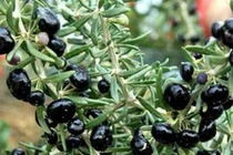 Kỷ tử hóa ra có cả loại màu đen, muốn mua cũng khó