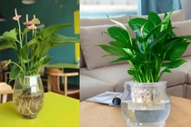 5 loại cây “xịn” như điều hòa, vừa mát lại lọc sạch không khí