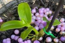 Lan 'Huyền thoại bướm đại ngàn', mua 1 tỷ bán giá 15 tỷ đồng