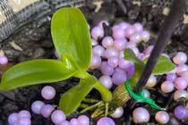 Lan 'Huyền thoại bướm đại ngàn', mua 1 tỷ bán giá 15 tỷ đồng