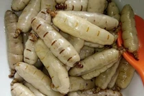 Dân Hà thành săn "thần dược" mối chúa về ngâm rượu tẩm bổ