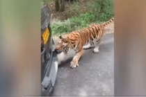 Video: Hổ rừng kéo lùi ô tô nặng gần 2 tấn