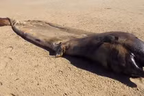 Video: Xác quái vật khổng lồ bí ẩn trôi dạt vào bờ biển châu Phi