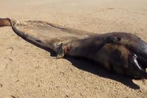 Video: Xác quái vật khổng lồ bí ẩn trôi dạt vào bờ biển châu Phi