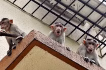 Bị khỉ cướp khỏi lòng mẹ, bé 12 ngày tuổi chết thương tâm