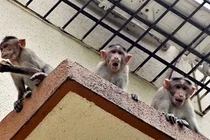 Bị khỉ cướp khỏi lòng mẹ, bé 12 ngày tuổi chết thương tâm