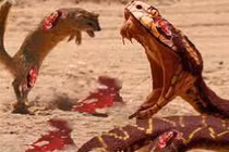 Lửng mật ong đói mồi cố gắng “làm thịt” rùa 