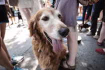 Phong trào chống vắc xin đang làm khổ cả chó, mèo