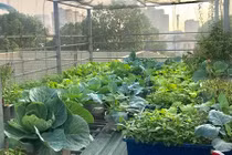 Đã mắt ngắm vườn treo xanh mơn mởn của nữ giảng viên ĐH