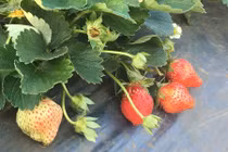 Trồng dâu tây bán quả, bán cả cảnh quan, "bỏ túi" có 300 triệu/năm