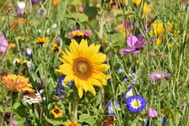 Từ tháng 8 đến tháng 9, 3 con giáp Trời thương, bận rộn đếm tiền