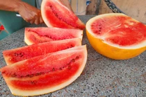 Quả dưa hấu vàng chưng 47 ngày vẫn không hỏng ở Vĩnh Long