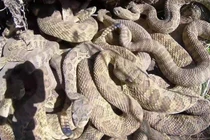 Video: Rùng mình thâm nhập ổ rắn chuông cực độc