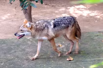 Video: Chọc giận linh dương, chó rừng bị đuổi chạy thục mạng