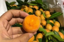 Kỳ lạ loại quả ăn vặt giá “chát”, chưa kịp về đã hết hàng