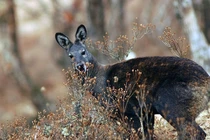 Những loài động vật nào tỏa mùi thơm đặc biệt?