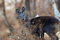 Những loài động vật nào tỏa mùi thơm đặc biệt?