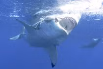 70% cá đuối và cá mập biến mất