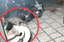 Video: Báo đốm đột nhập vào nhà dân tấn công chó nhà và cái kết