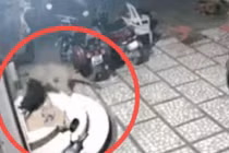 Video: Báo đốm đột nhập vào nhà dân tấn công chó nhà và cái kết